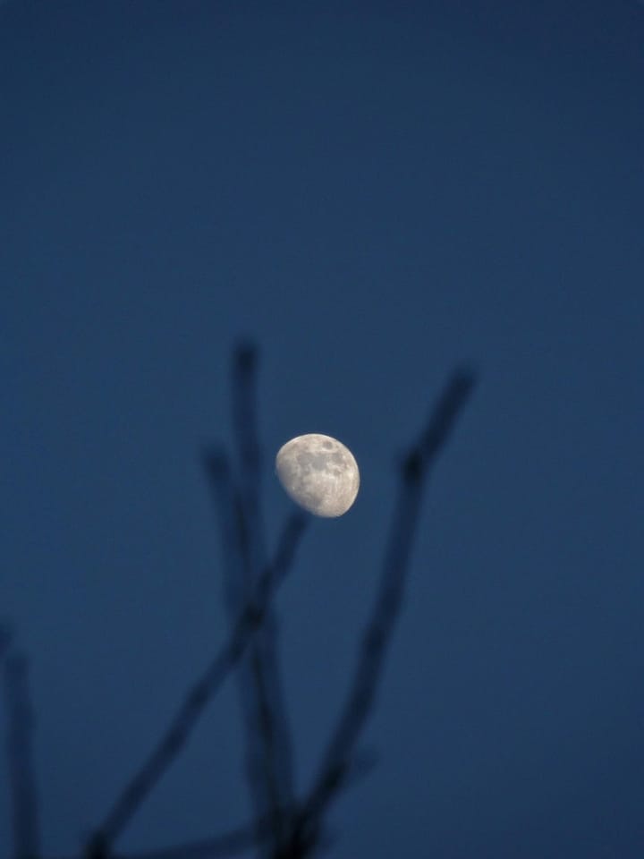 waxing gibbous moon held by tree branches in soft focus on a nearly-navy blue sky